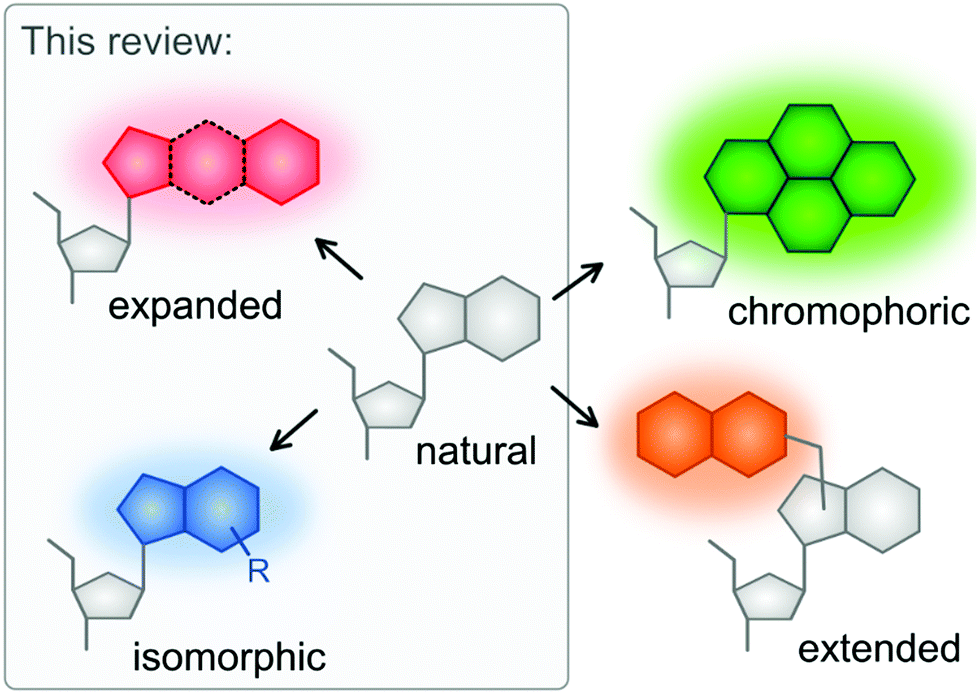 Fundamental Photophysics Of Isomorphic And Expanded Fluorescent Nucleoside Analogues Chemical Society Reviews Rsc Publishing Doi 10 1039 D1cs00194a