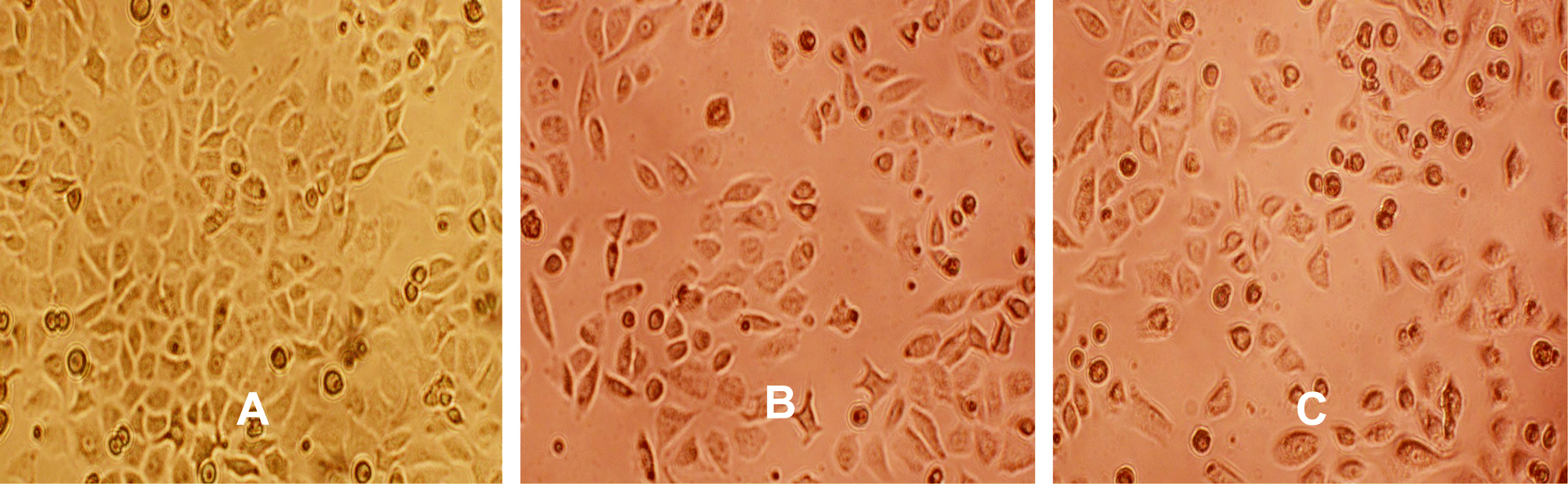 A Novel Biocompatible Formate Bridged 1d Cu Ii Coordination Polymer Induces Apoptosis Selectively In Human Lung Adenocarcinoma A549 Cells Dalton Transactions Rsc Publishing Doi 10 1039 D0dt037f