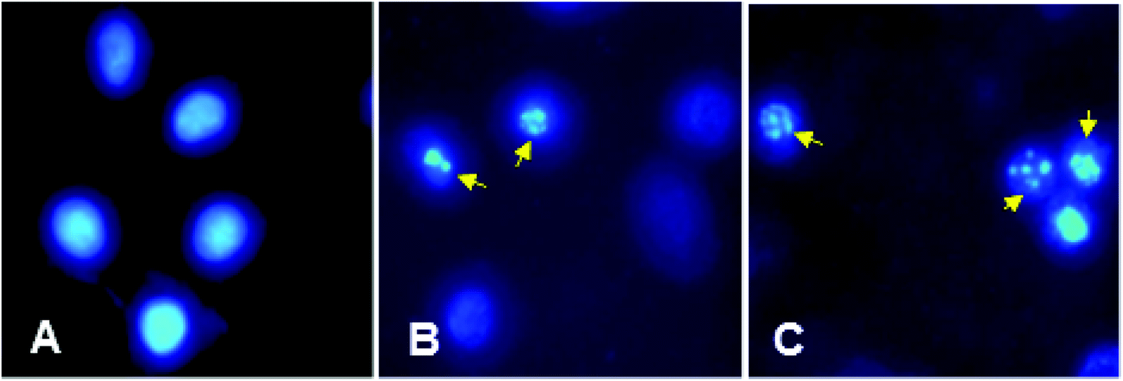 A Novel Biocompatible Formate Bridged 1d Cu Ii Coordination Polymer Induces Apoptosis Selectively In Human Lung Adenocarcinoma A549 Cells Dalton Transactions Rsc Publishing Doi 10 1039 D0dt037f