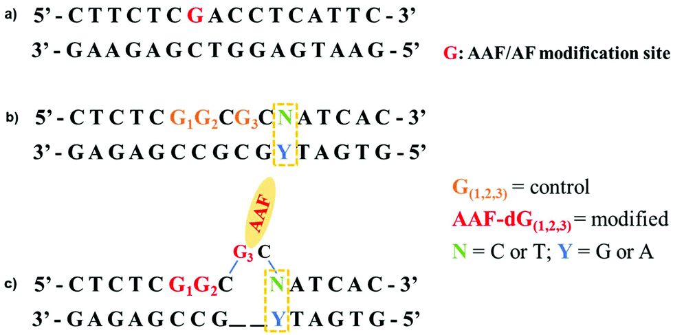 Structural Insights Into The Recognition Of Dna Defects By Small Molecules Dalton Transactions Rsc Publishing Doi 10 1039 D0dt042g