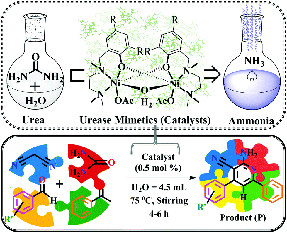 Unveiling The Urease Like Intrinsic Catalytic Activities Of Two Dinuclear Nickel Complexes Towards The In Situ Syntheses Of Aminocyanopyridines Dalton Transactions Rsc Publishing Doi 10 1039 D1dtf