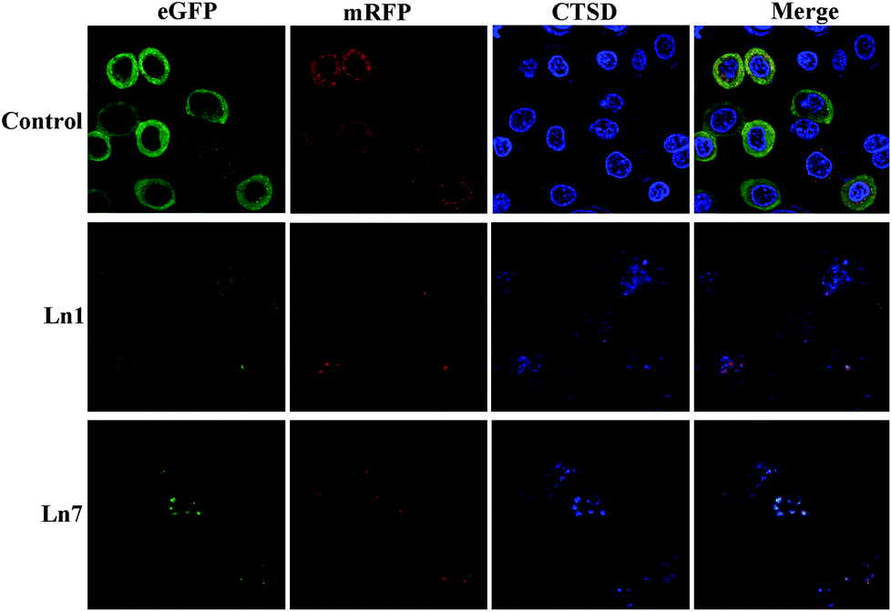 High Anticancer Activity And Apoptosis And Autophagy Inducing Properties Of Novel Lanthanide Iii Complexes Bearing 8 Hydroxyquinoline N Oxide An Dalton Transactions Rsc Publishing Doi 10 1039 D1dtf