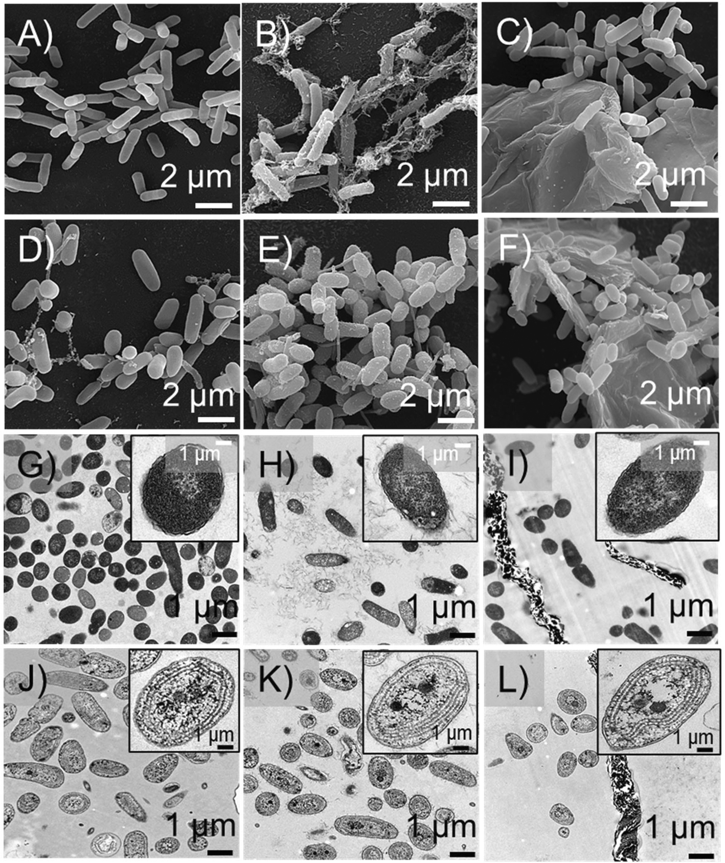Emerging investigator series: a multispecies analysis of the relationship between oxygen content and toxicity in graphene oxide - Environmental Science: Nano (RSC Publishing) DOI:10.1039/D0EN01264E Emerging investigator series: a multispecies analysis of the relationship between oxygen content and toxicity in graphene oxide - Environmental Science: Nano (RSC Publishing) DOI:10.1039/D0EN01264E