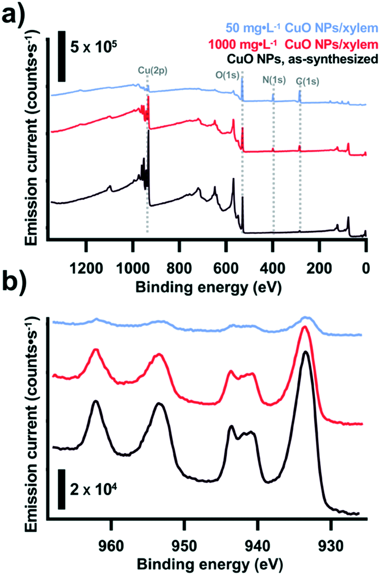 Biomolecular Corona Formation On Cuo Nanoparticles In Plant Xylem Fluid Environmental Science Nano Rsc Publishing Doi 10 1039 D1enj