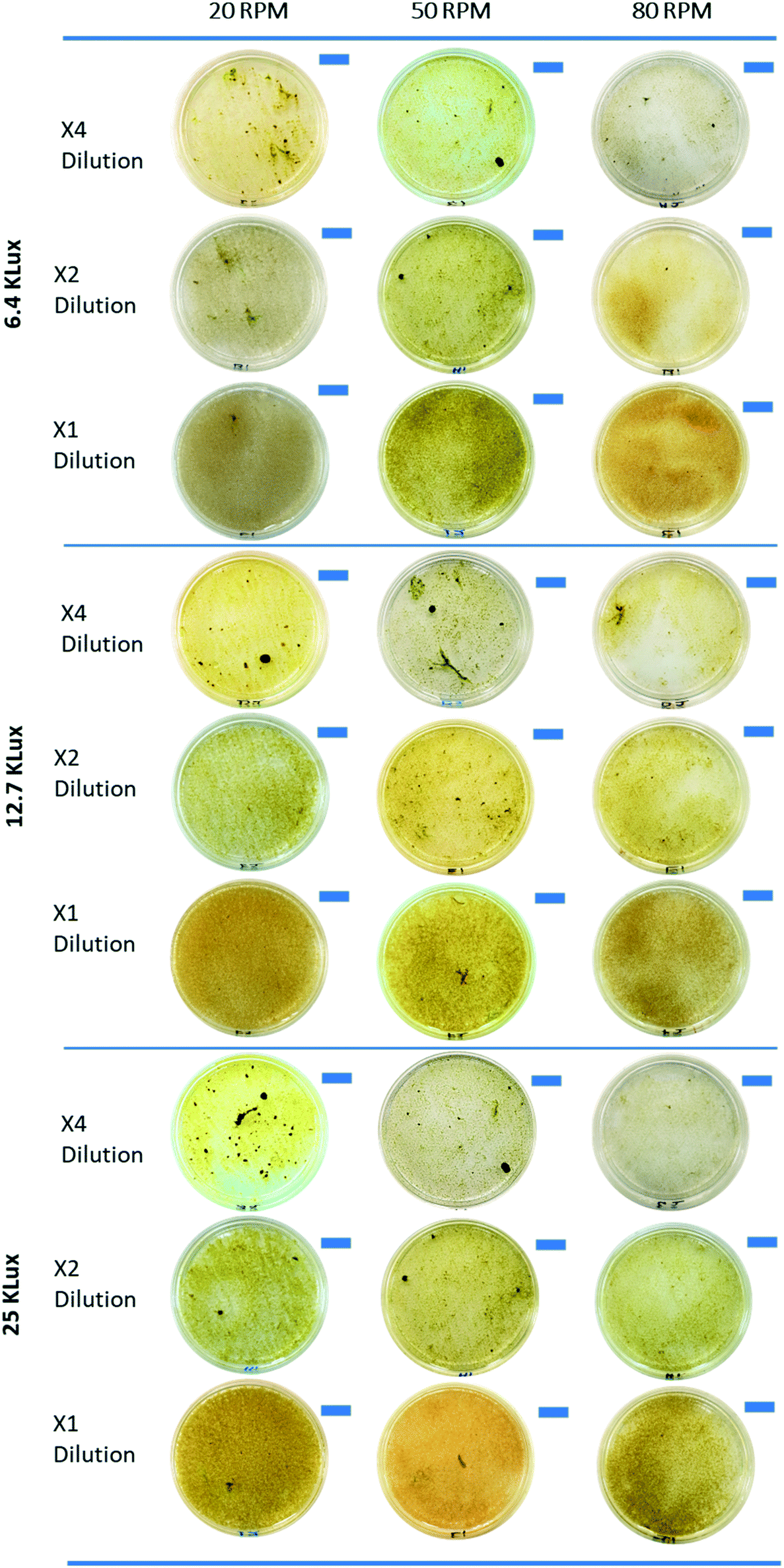 Rapid formation of bioaggregates and morphology transition to