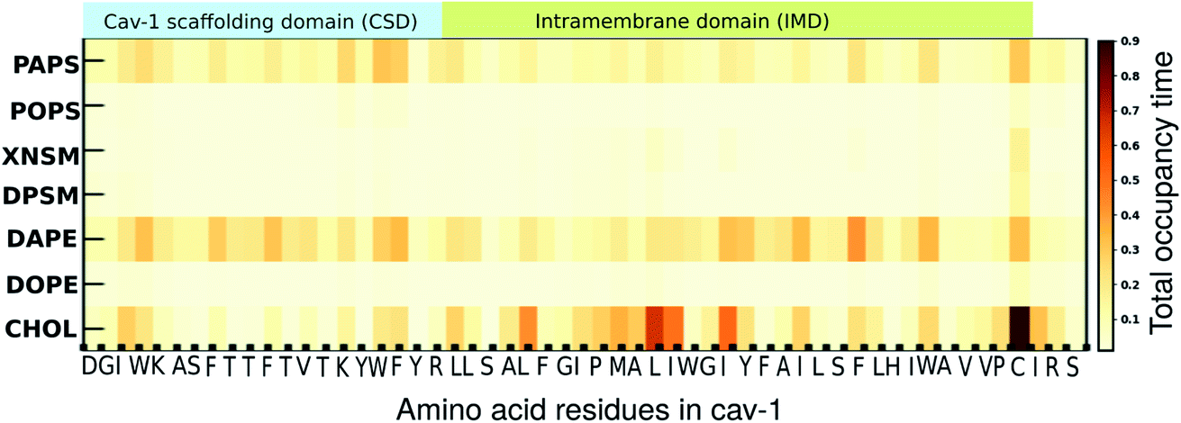 Caveolin Scaffolding Region and Cholesterol-rich Domains in Membranes