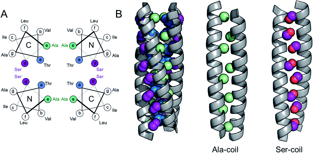 Spiers Memorial Lecture: Analysis and de novo design of  membrane-interactive peptides - Faraday Discussions (RSC Publishing)  DOI:10.1039/D1FD00061F