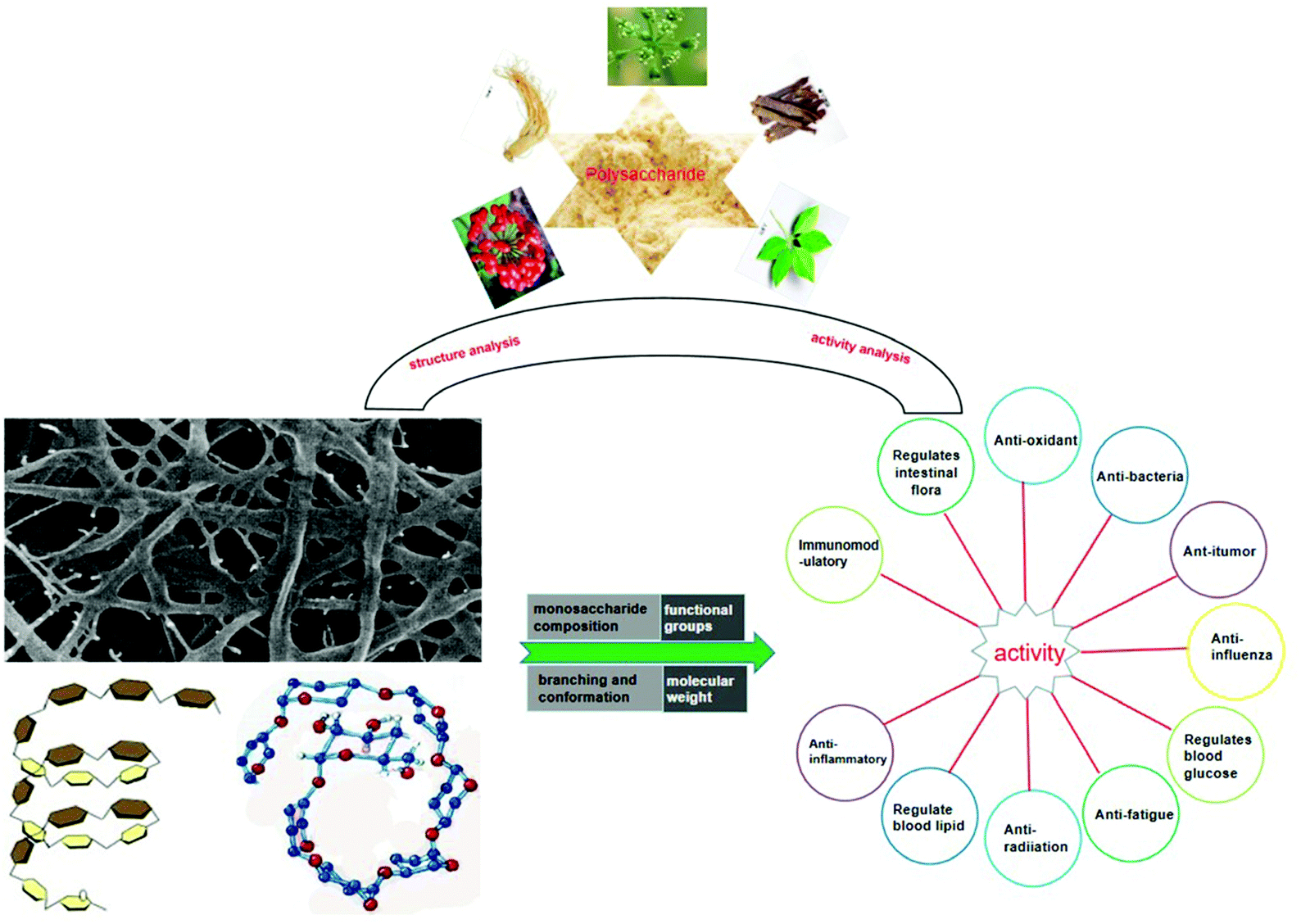 Recent progress in polysaccharides from Panax ginseng C. A. Meyer 