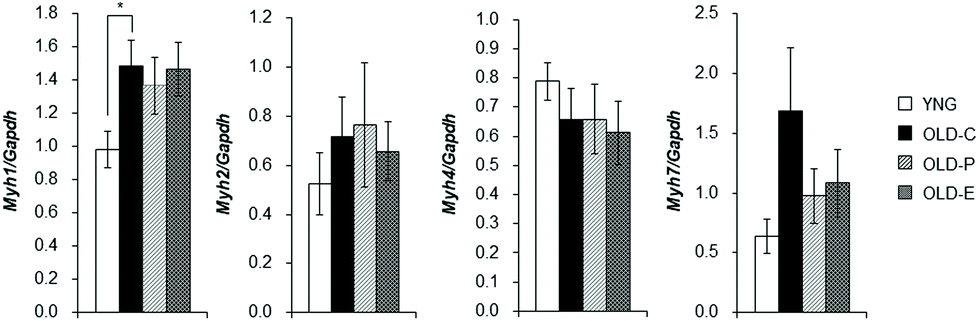 Effect Of Antioxidant Supplementation On Skeletal Muscle And Metabolic Profile In Aging Mice Food Function Rsc Publishing Doi 10 1039 D0fo051f