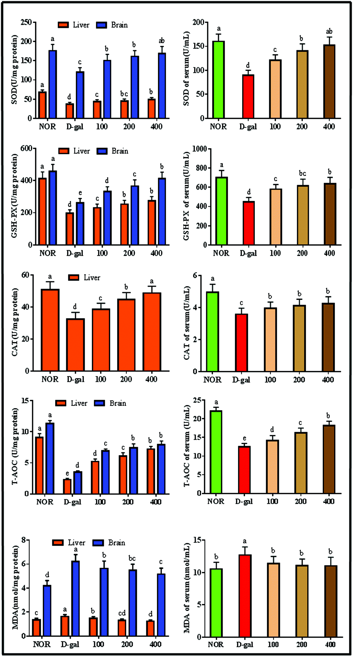 Phlorizin exerts potent effects against aging induced by d 