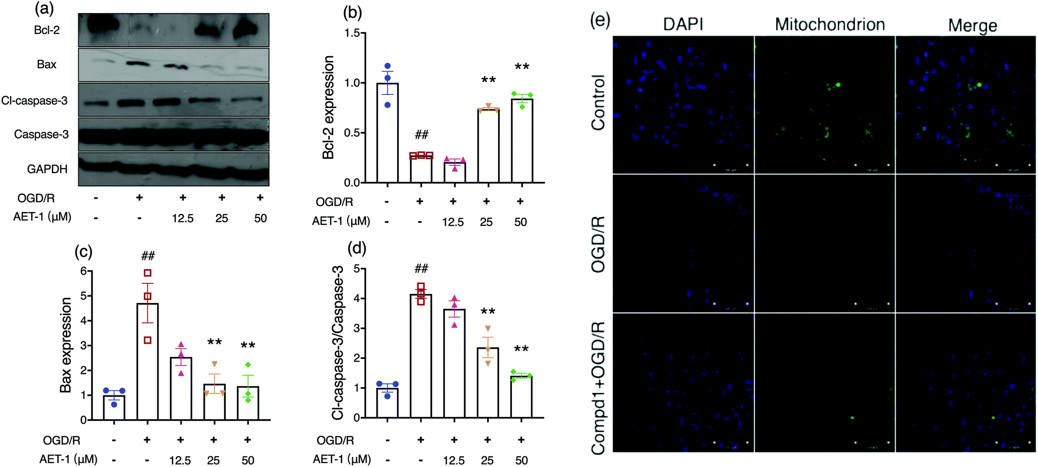 bioactive compound from the tibetan turnip brassica rapa l elicited anti hypoxia effects in ogd r injured ht22 cells by activating the pi3k akt pa food function rsc publishing doi 10 1039 d0fo03190a