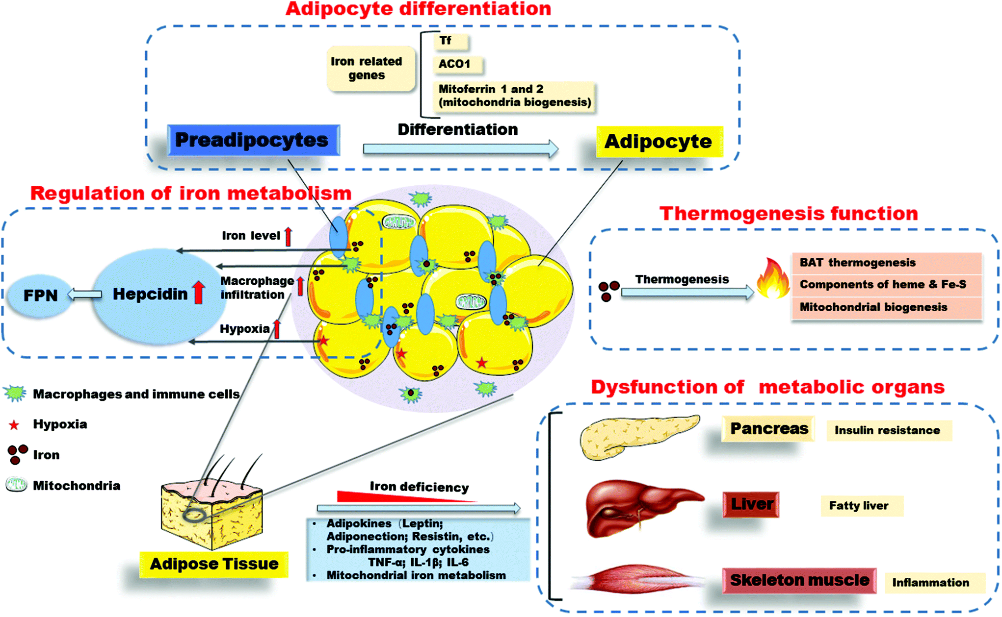 Characteristics Of Mesenteric Adipose Tissue Attached To, 51% OFF