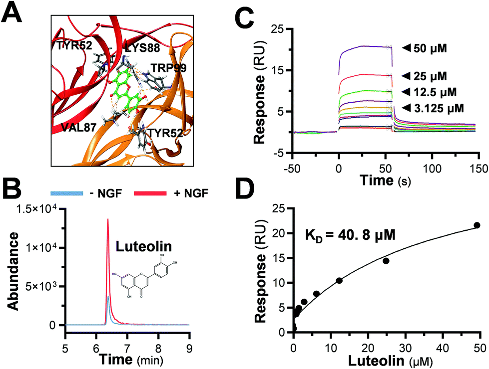 Luteolin stimulates the NGF-induced neurite outgrowth in cultured 