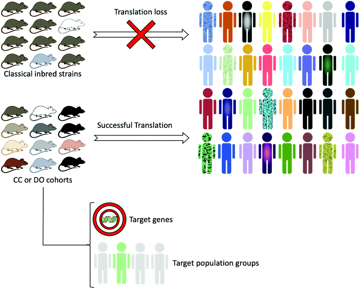 Utilizing preclinical models of genetic diversity to improve