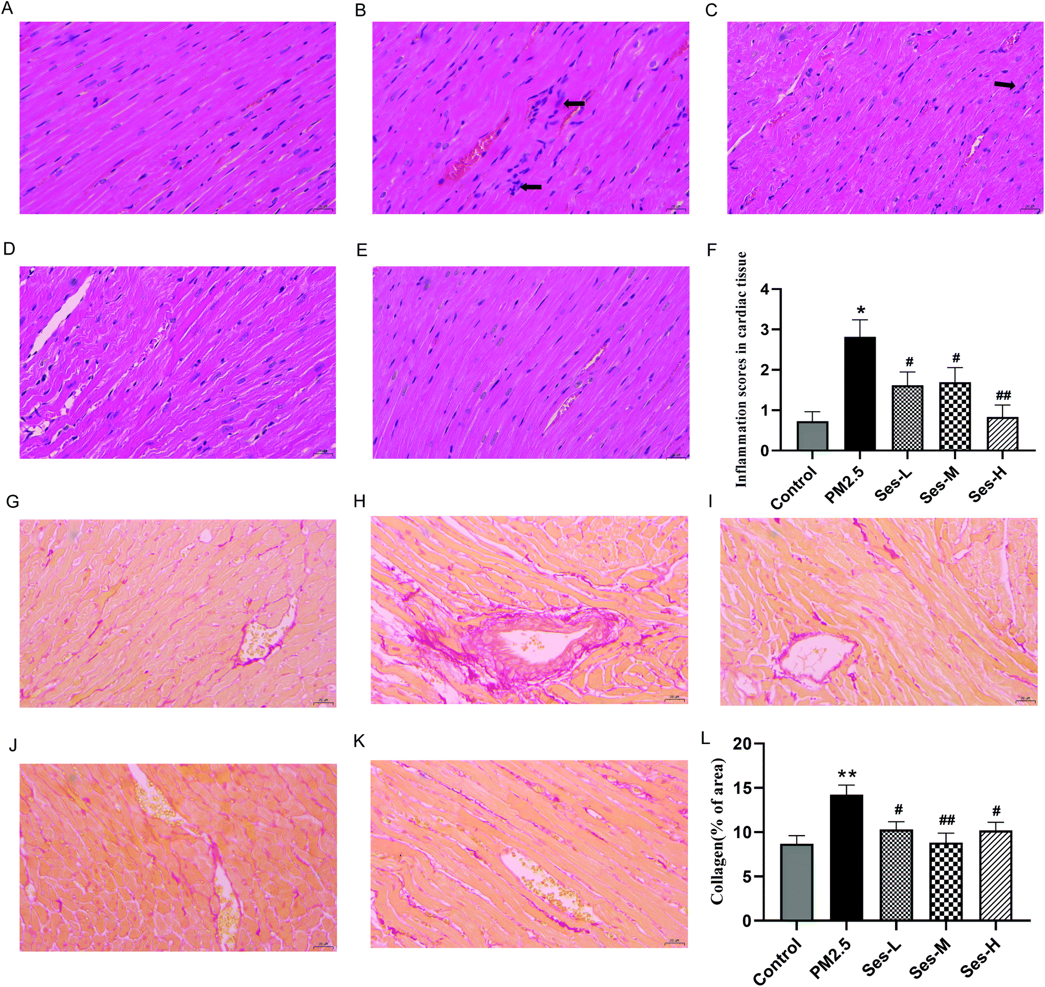 PDF) Ex vivo model exhibits protective effects of sesamin against