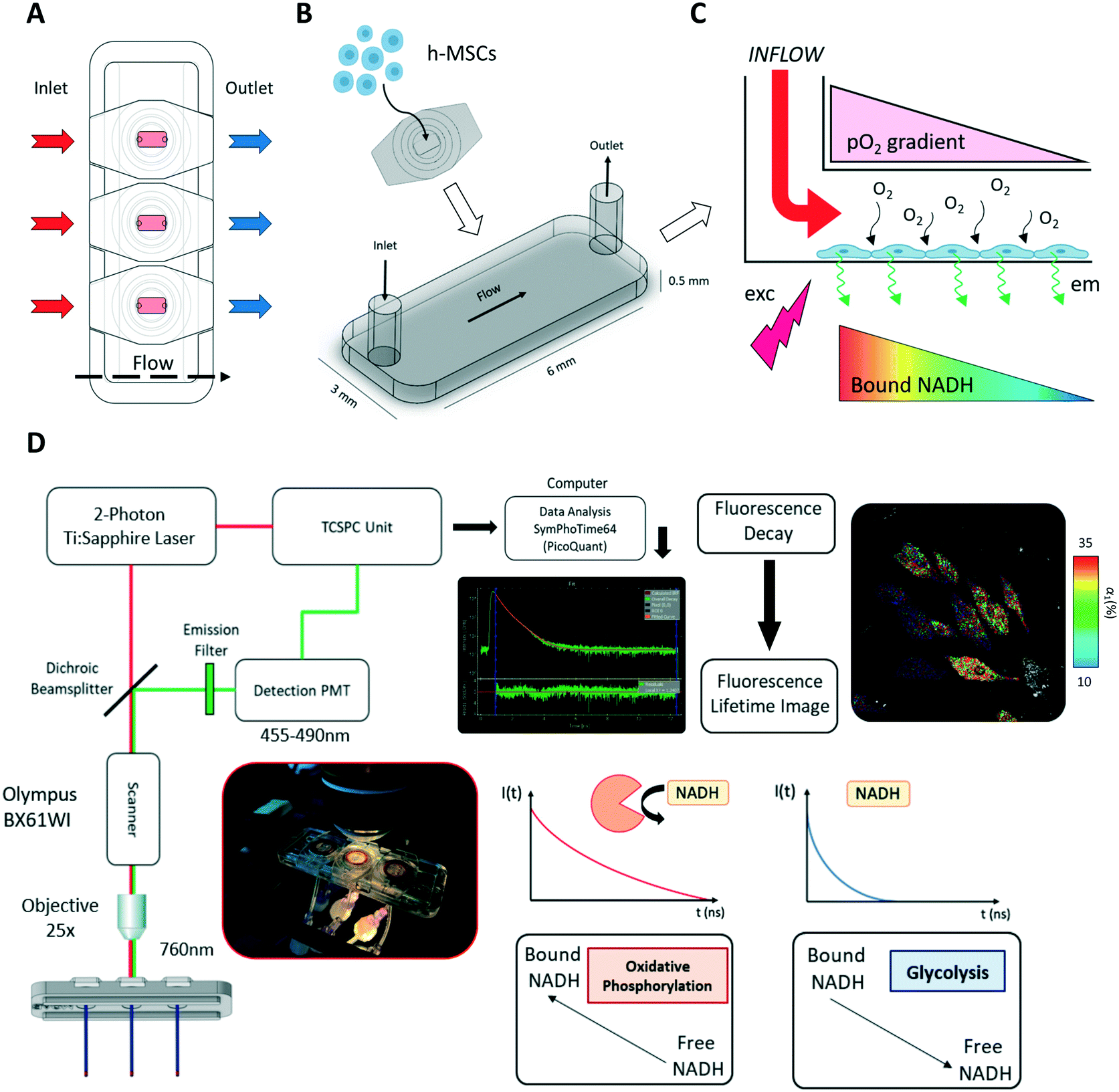 Intracellular label-free detection of mesenchymal stem cell