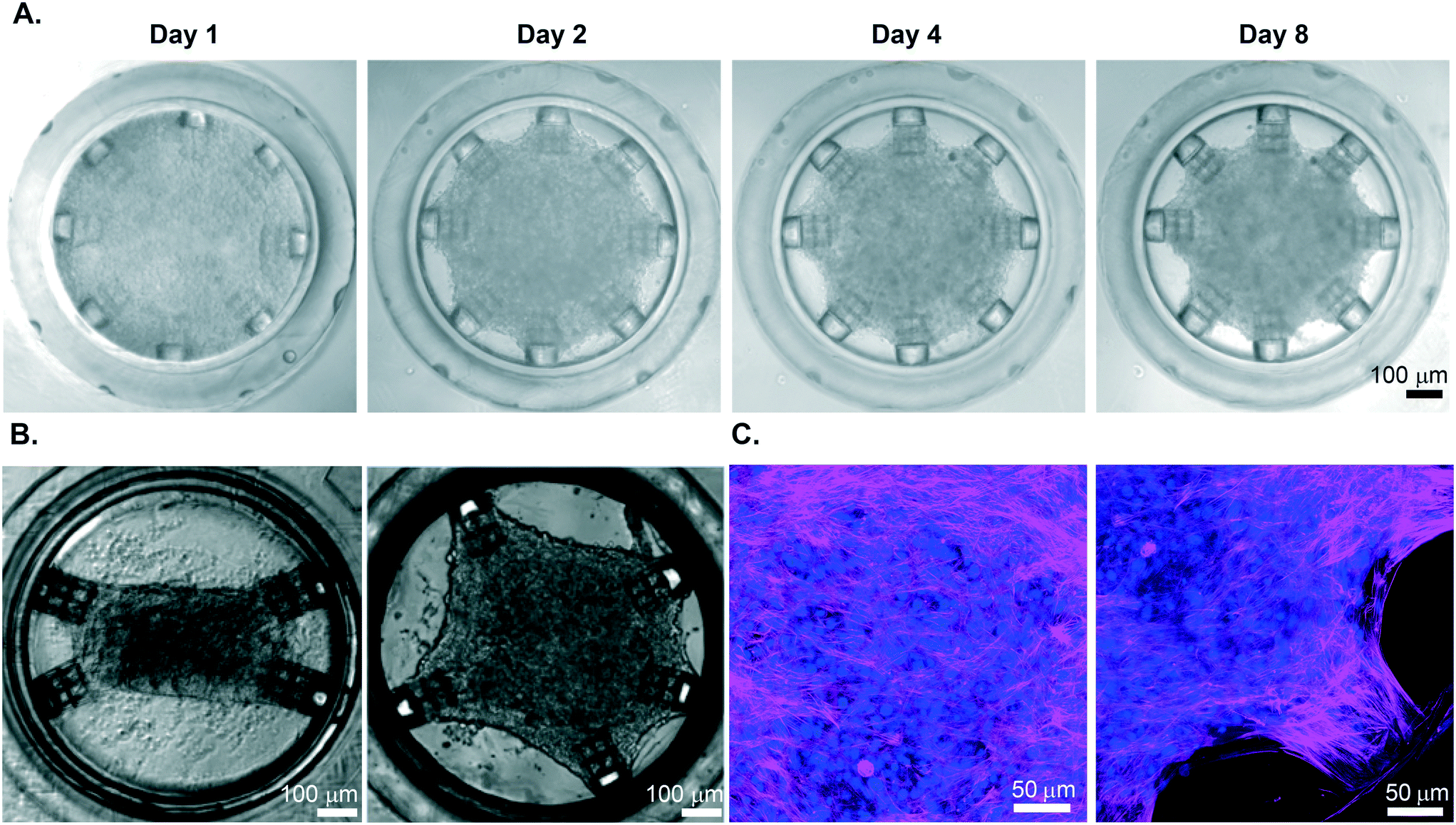 Direct Laser Writing For Cardiac Tissue Engineering A Microfluidic Heart On A Chip With Integrated Transducers Lab On A Chip Rsc Publishing Doi 10 1039 D0lc01078b
