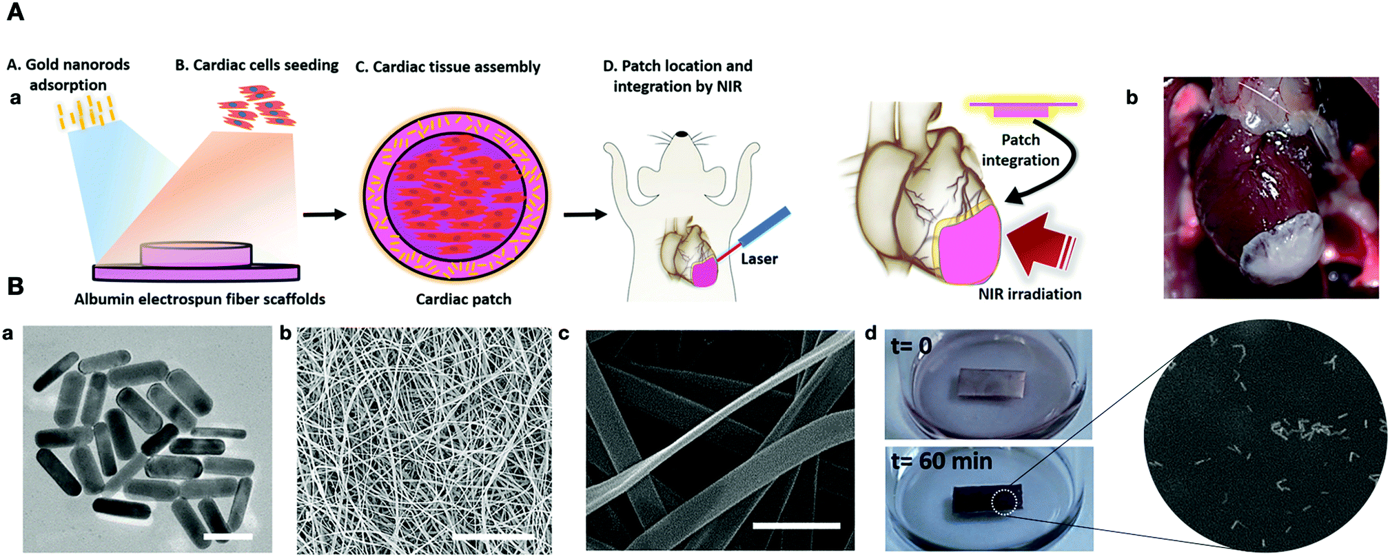 Nanomaterials Modulating Stem Cell Behavior Towards Cardiovascular Cell Lineage Materials Advances Rsc Publishing Doi 10 1039 D0maa