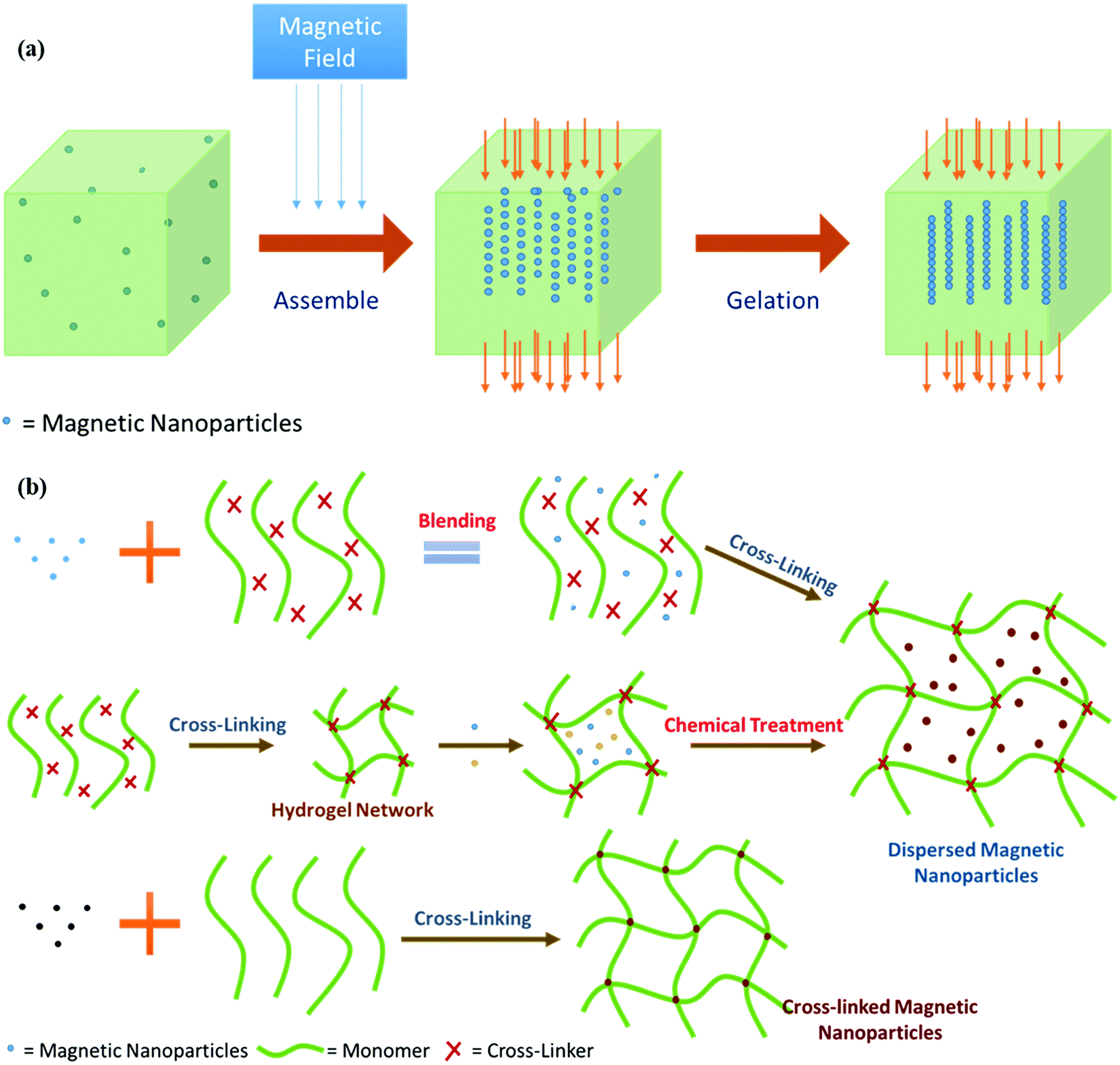 Immobilized acetylcholinesterase in magnetic nanoparticles for in-line  inhibition studies using a capillary electrophoresis system - ScienceDirect