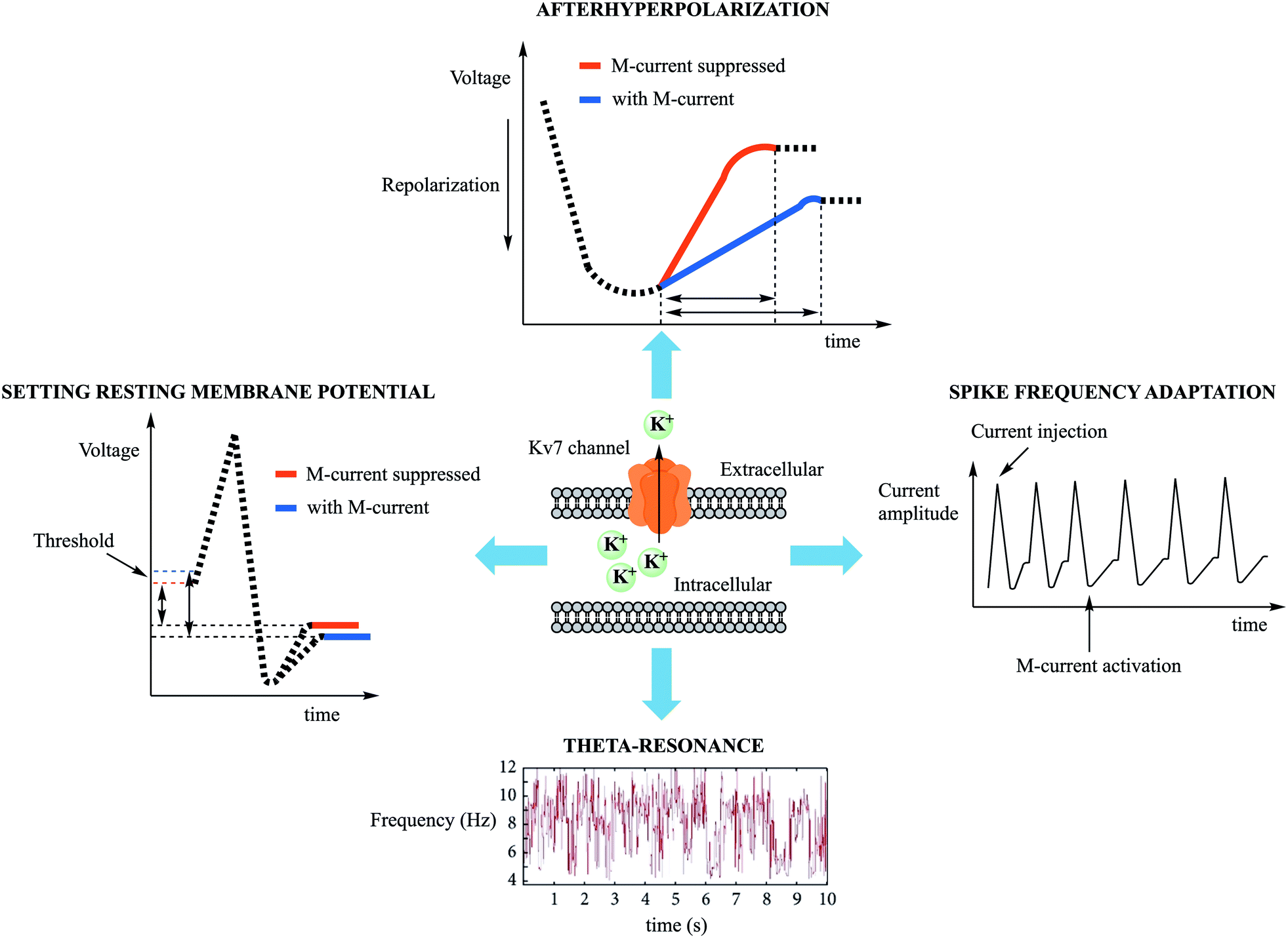 Chemical modulation of Kv7 potassium channels - RSC Medicinal Chemistry  (RSC Publishing) DOI:10.1039/D0MD00328J