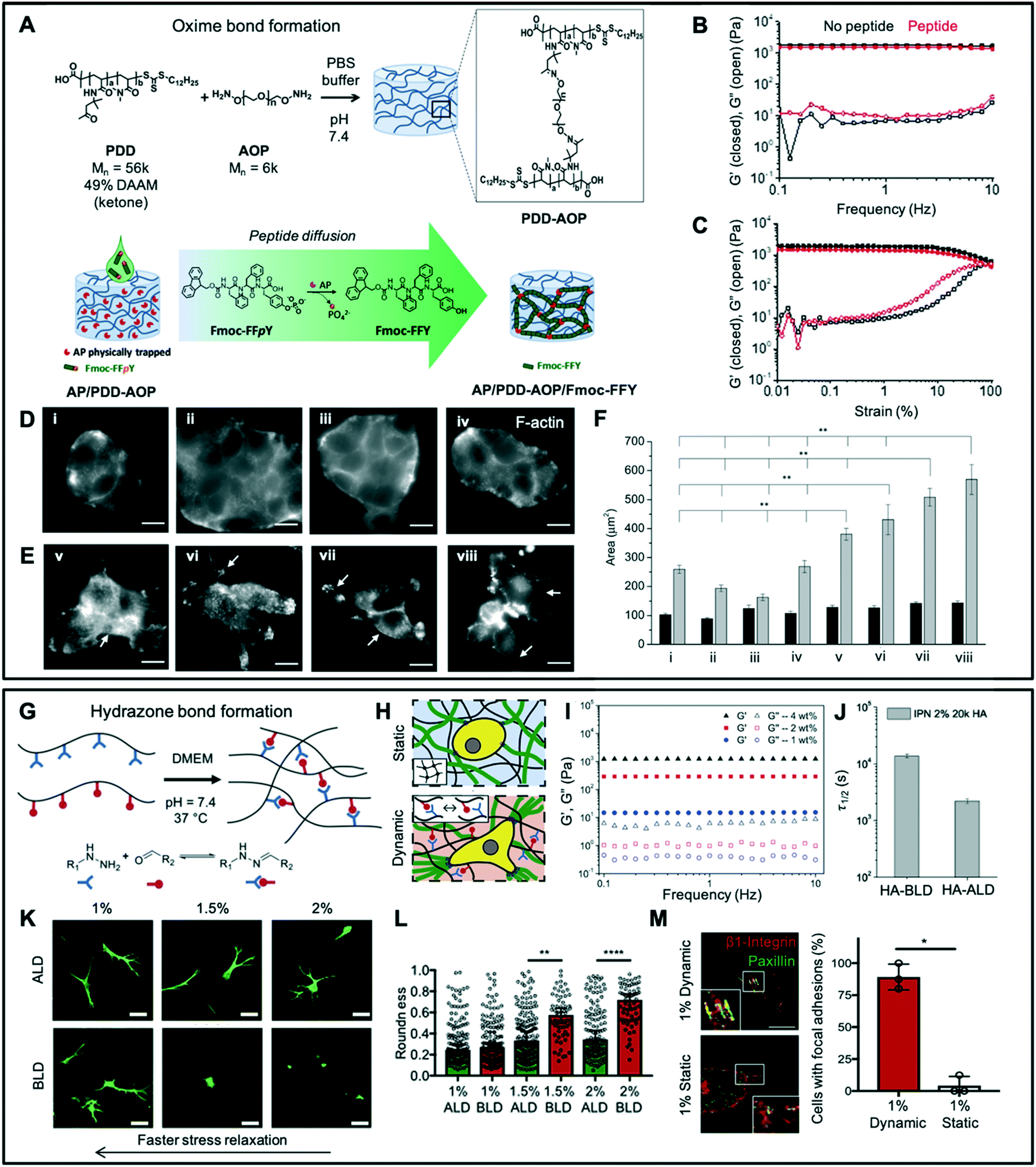 Click-functionalized hydrogel design for mechanobiology 