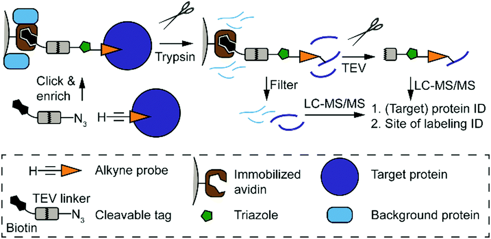 Cleavable Linkers And Their Application In Ms Based Target Identification Molecular Omics Rsc Publishing Doi 10 1039 D0moc