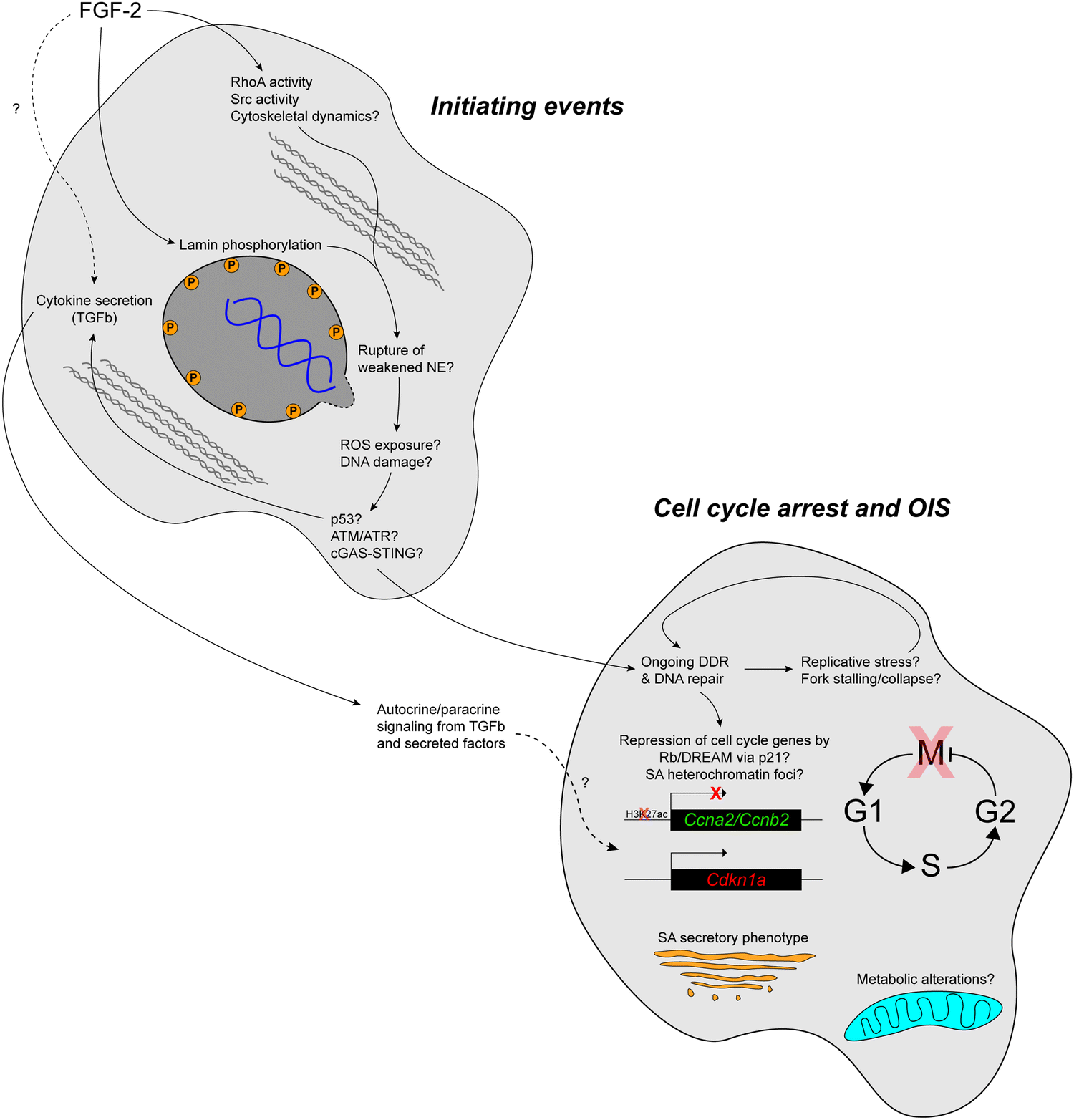 FGF-2 induces a failure of cell cycle progression in cells