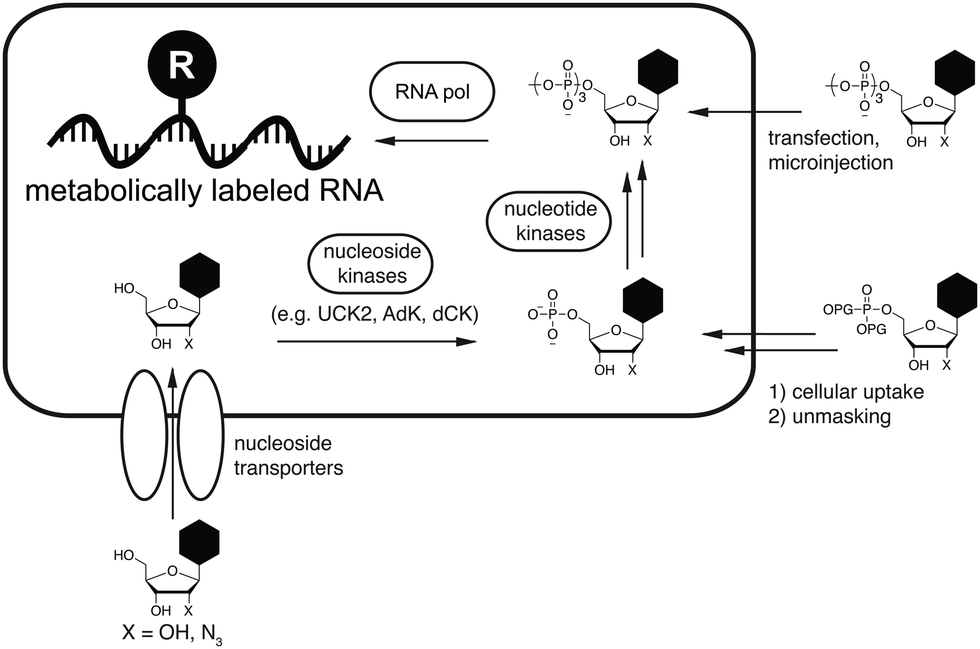 Expanding the Scope of RNA Metabolic Labeling with Vinyl Nucleosides and  Inverse Electron-Demand Diels–Alder Chemistry