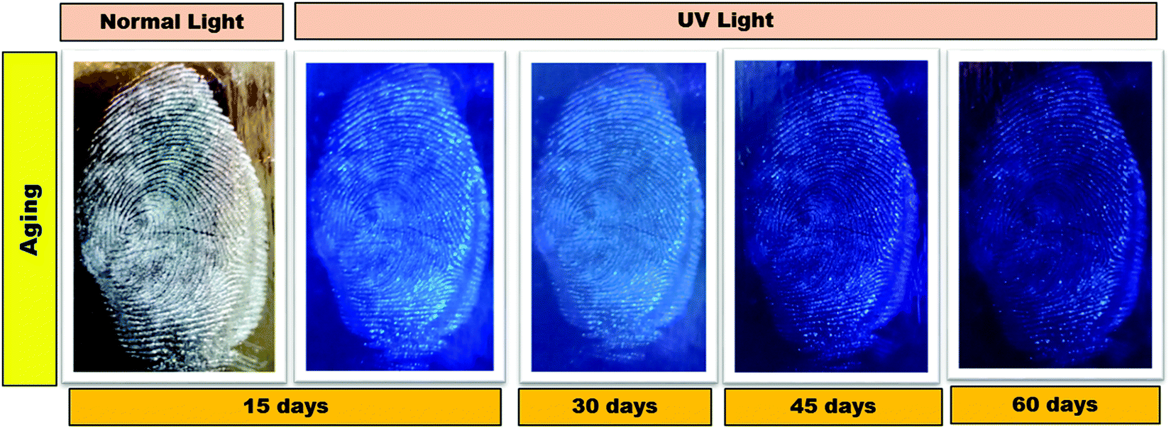 Latent fingerprint images on the aluminum foil substrates (A) N-CDs and
