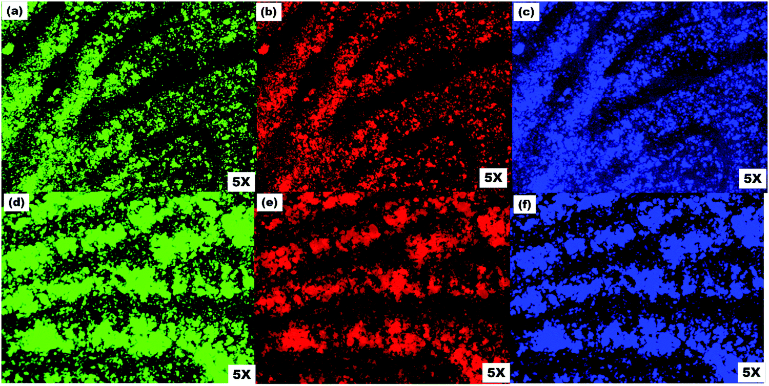 Latent fingerprint images on the aluminum foil substrates (A) N-CDs and