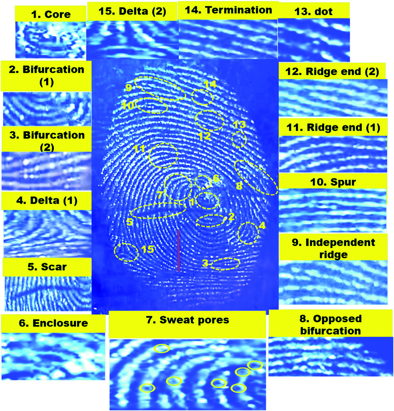 Latent fingerprint images on the aluminum foil substrates (A) N-CDs and