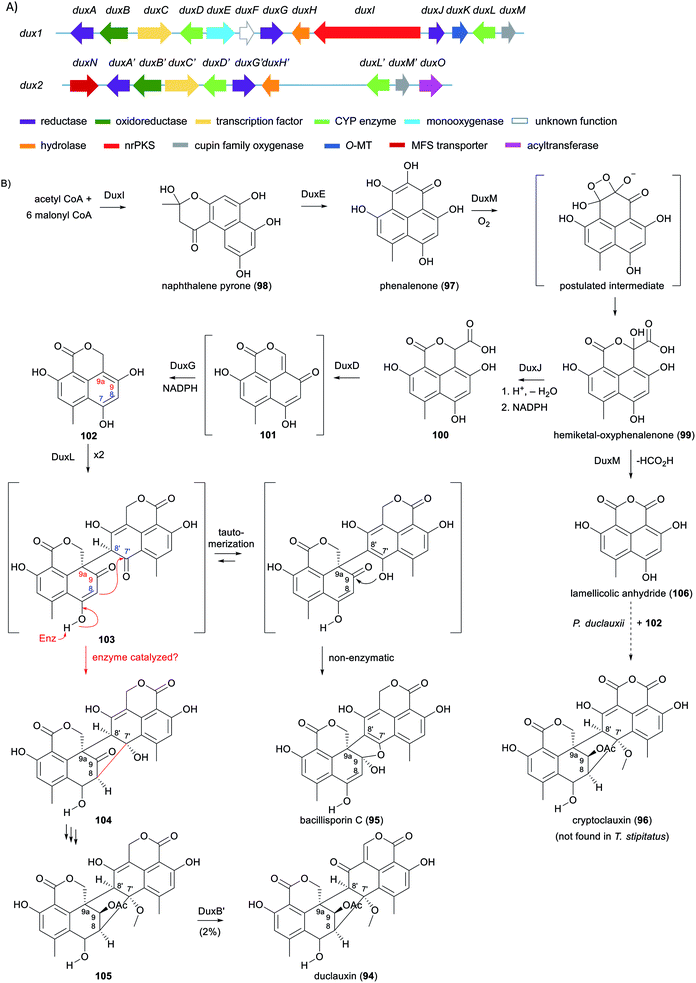 Regio- and stereoselective intermolecular phenol coupling enzymes in  secondary metabolite biosynthesis - Natural Product Reports (RSC  Publishing) DOI:10.1039/D0NP00010H