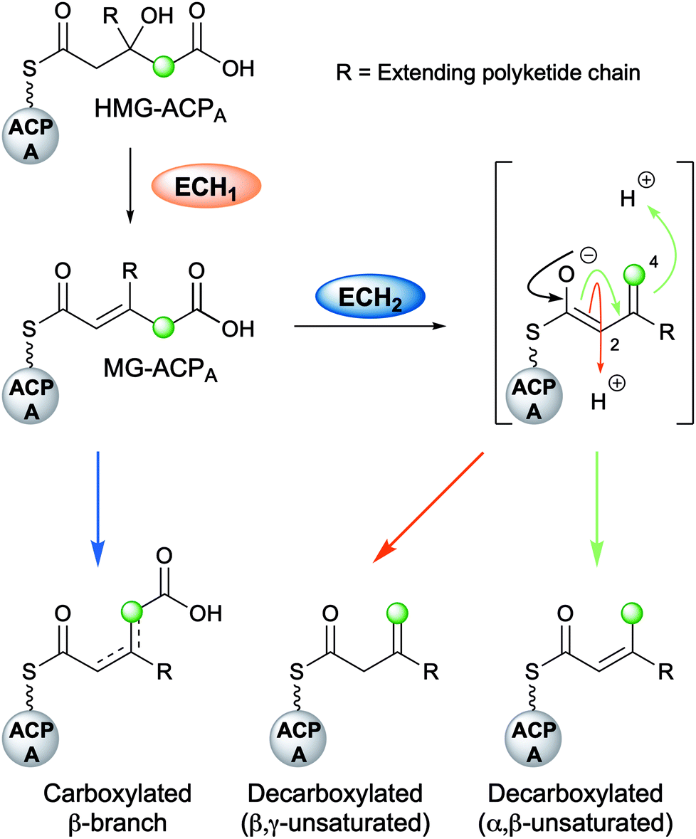 Polyketide B Branching Diversity Mechanism And Selectivity Natural Product Reports Rsc Publishing Doi 10 1039 D0npk