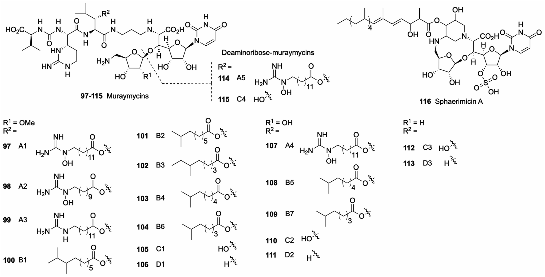Identification and characterization of enzymes involved in the