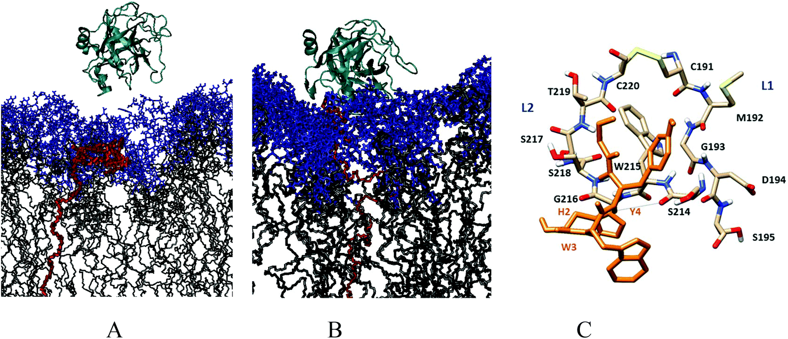 Protection against proteolysis of a targeting peptide on gold 