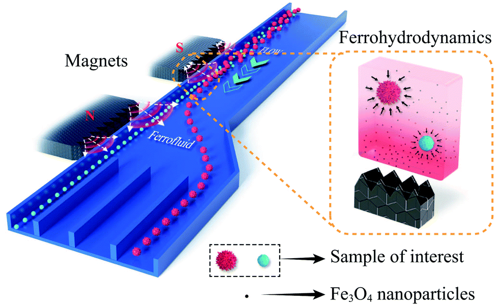 NanoArtography - Magnetostatic Spawn Ferrofluids are colloidal liquids made  of nanoscale ferromagnetic particles suspended in a carrier fluid.  Surfactants in the fluid prevent the agglomeration of the nanoparticles  because their strong Van