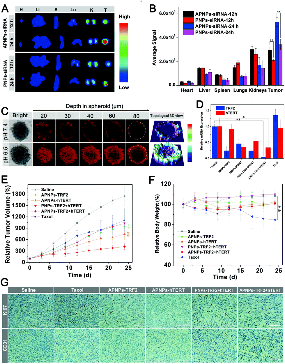 A Tumor Activatable Peptide Supramolecular Nanoplatform For The Delivery Of Dual Gene Targeted Sirnas For Drug Resistant Cancer Treatment Nanoscale Rsc Publishing Doi 10 1039 D0nre