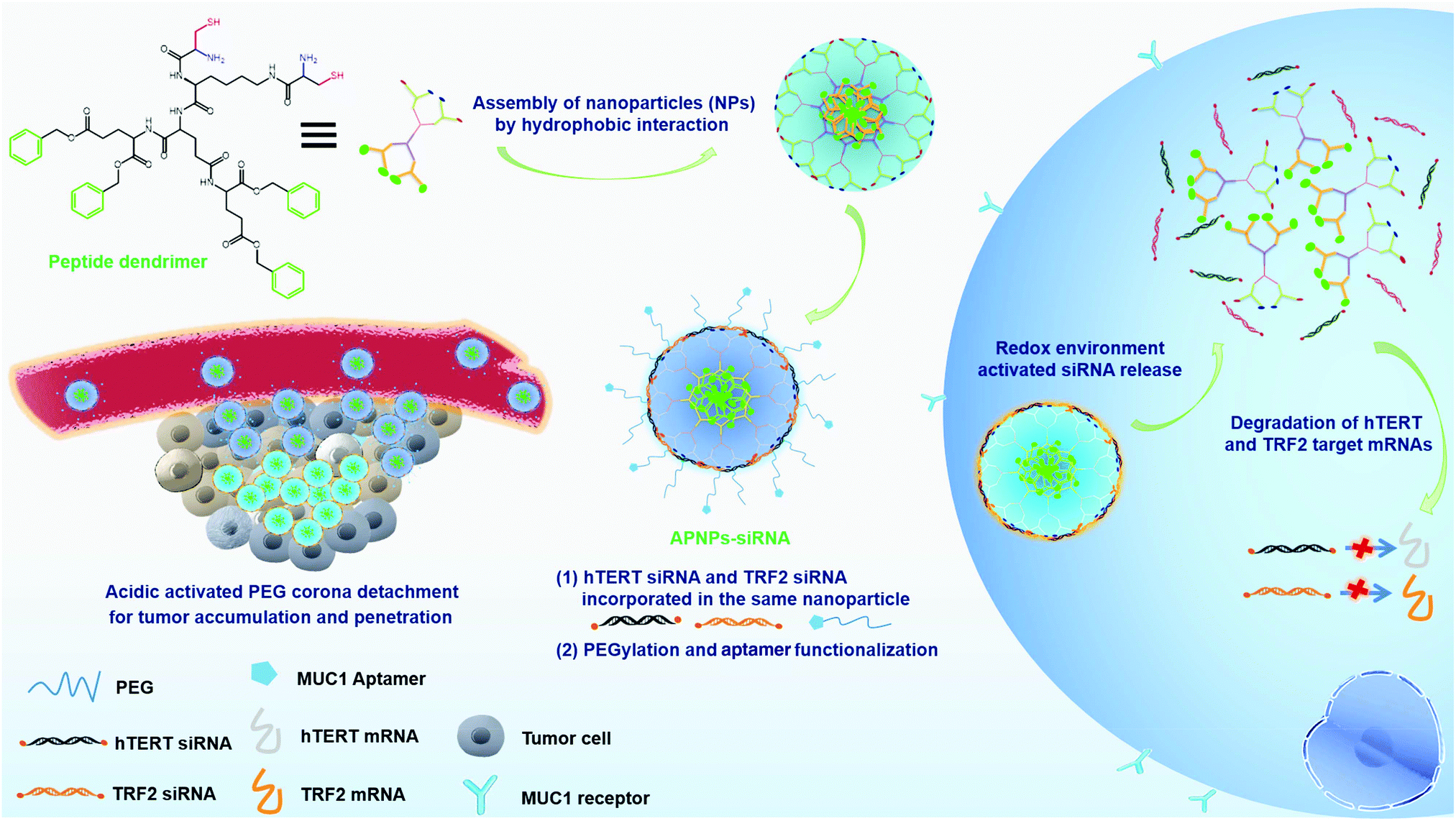 A Tumor Activatable Peptide Supramolecular Nanoplatform For The Delivery Of Dual Gene Targeted Sirnas For Drug Resistant Cancer Treatment Nanoscale Rsc Publishing Doi 10 1039 D0nre