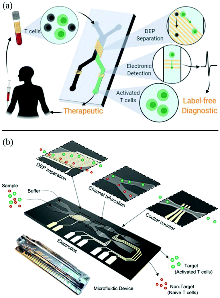 On the design, functions, and biomedical applications of high