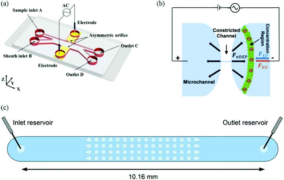 On the design, functions, and biomedical applications of high