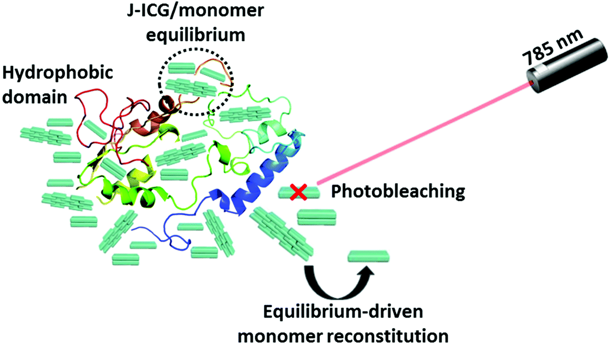 Exploiting Cyanine Dye J Aggregates Monomer Equilibrium In Hydrophobic Protein Pockets For Efficient Multi Step Phototherapy An Innovative Concept Fo Nanoscale Rsc Publishing Doi 10 1039 D0nra Exploiting Cyanine Dye J Aggregates Monomer Equilibrium In Hydrophobic Protein Pockets For Efficient Multi Step Phototherapy An Innovative Concept Fo Nanoscale Rsc Publishing Doi 10 1039 D0nra