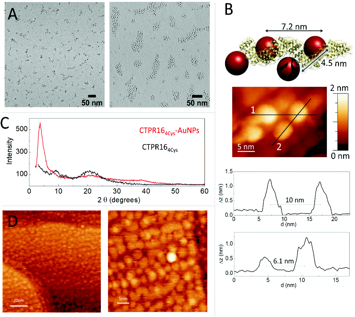 Engineering Conductive Protein Films Through Nanoscale Self Assembly And Gold Nanoparticles Doping Nanoscale Rsc Publishing Doi 10 1039 D1nrd
