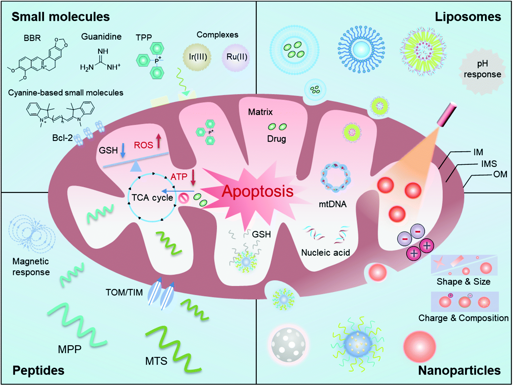 Recent Progress In Mitochondria Targeting Based Nanotechnology For Cancer Treatment Nanoscale Rsc Publishing Doi 10 1039 D1nra