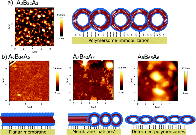 BudgetSensors® Tap150Al-G AFM probes used in a recent study - news