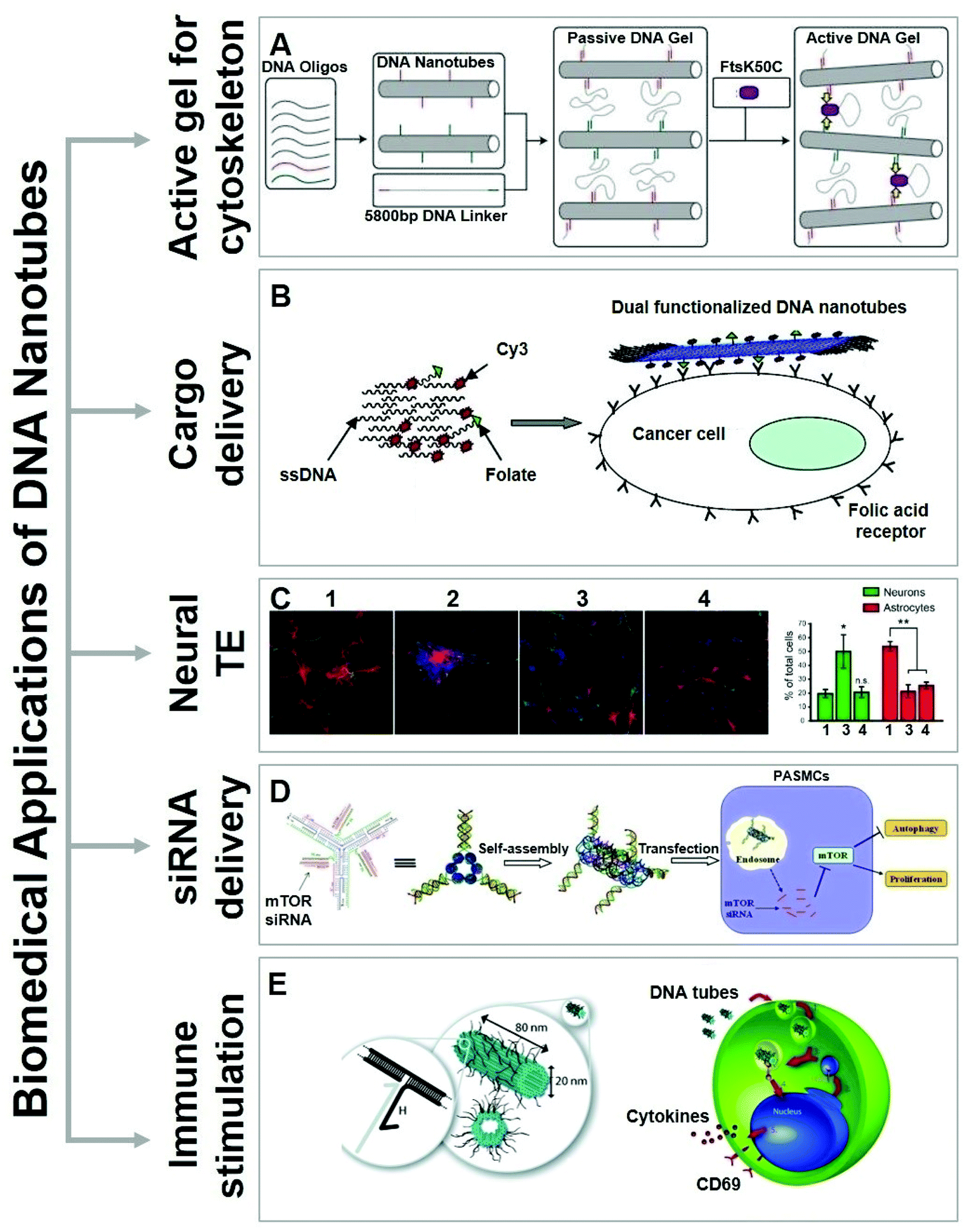 Reconstructing Soma–Soma Synapse-like Vesicular Exocytosis with DNA Origami