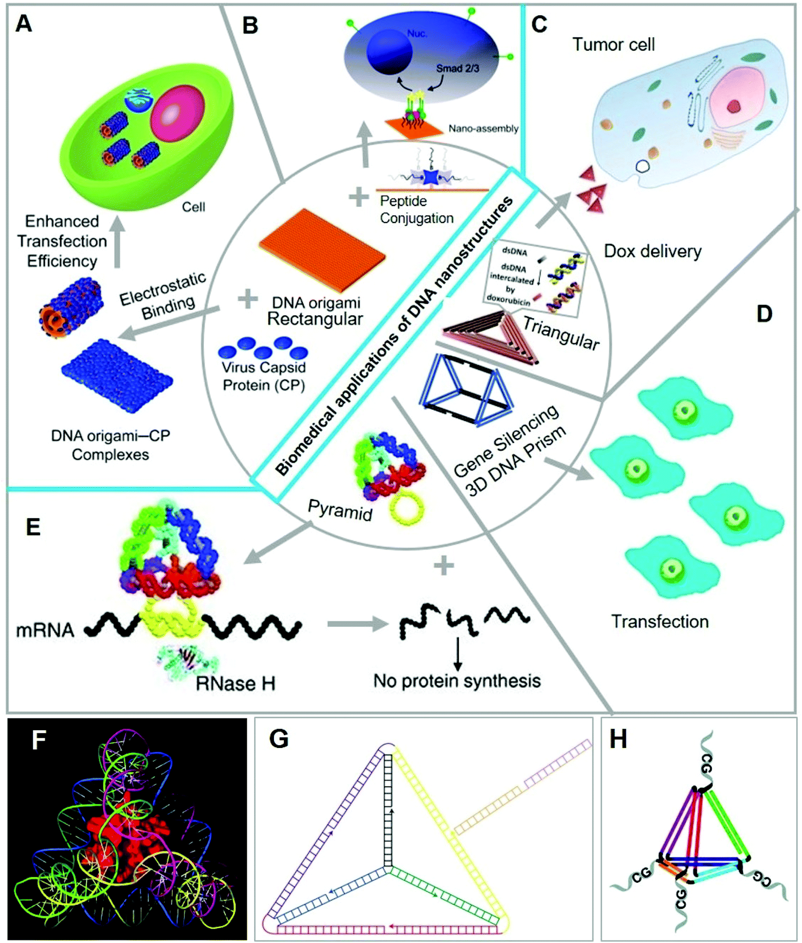 Reconstructing Soma–Soma Synapse-like Vesicular Exocytosis with DNA Origami
