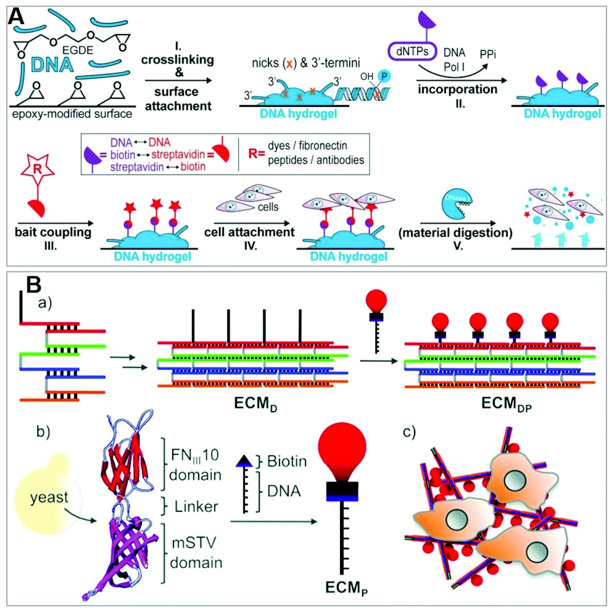 Reconstructing Soma–Soma Synapse-like Vesicular Exocytosis with DNA Origami