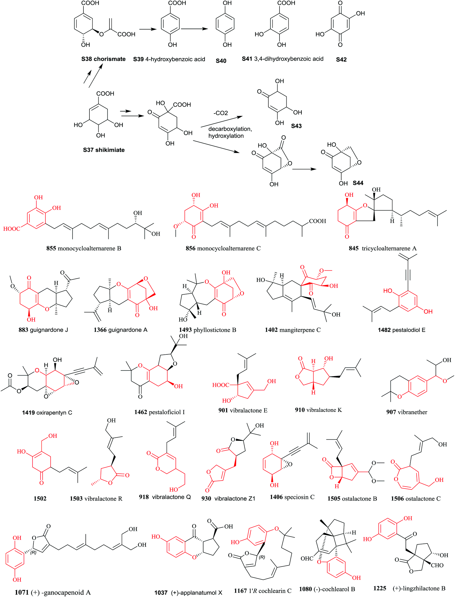 The chemistry and biology of fungal meroterpenoids (2009–2019) - Organic &  Biomolecular Chemistry (RSC Publishing) DOI:10.1039/D0OB02162H