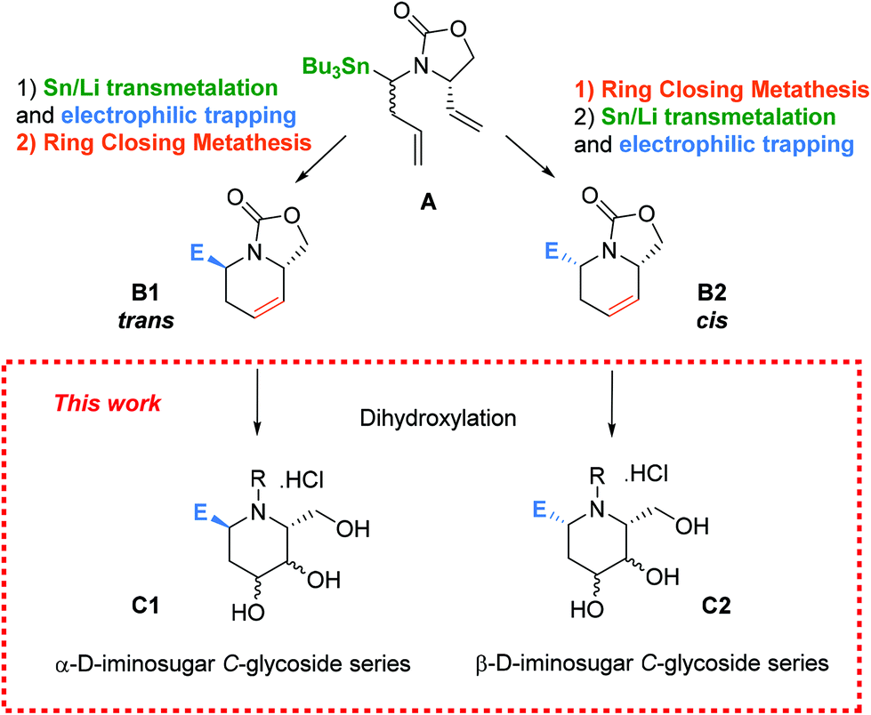 A Versatile Stereocontrolled Synthesis Of 2 Deoxyiminosugar C Glycosides And Their Evaluation As Glycosidase Inhibitors Organic Biomolecular Chemistry Rsc Publishing Doi 10 1039 D0obg
