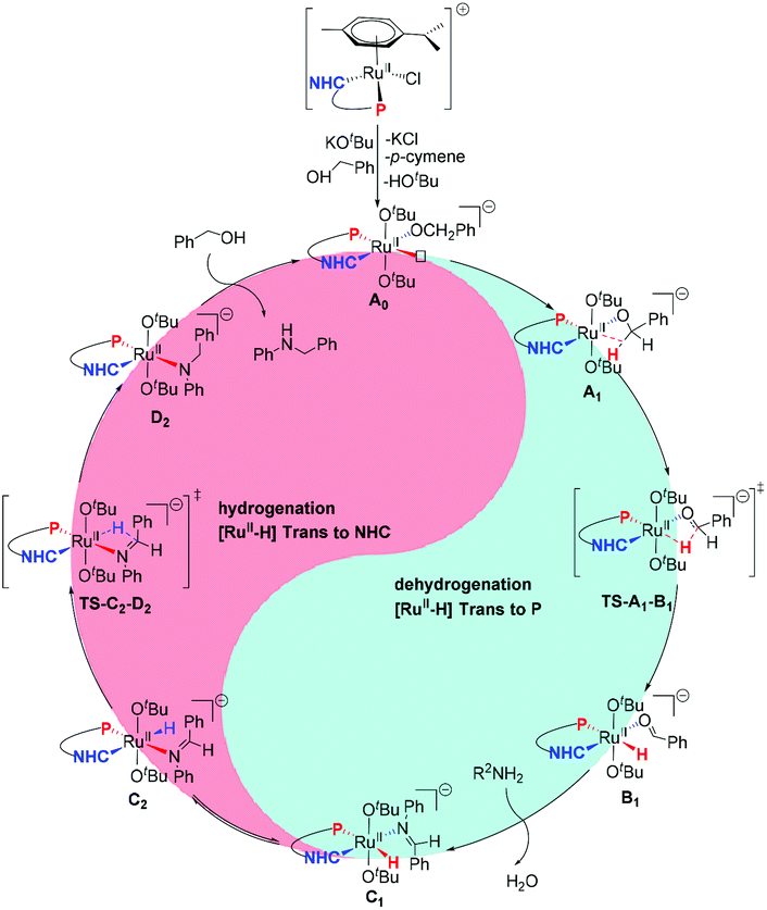 Ruthenium Ii Complexes With N Heterocyclic Carbene Phosphine Ligands For The N Alkylation Of Amines With Alcohols Organic Biomolecular Chemistry Rsc Publishing Doi 10 1039 D1obc